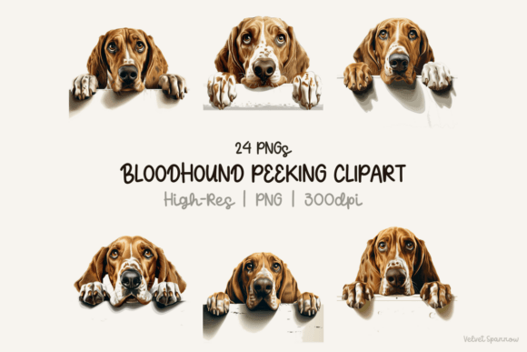 Bloodhound Peeking Clipart 24 Png Guide